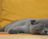 К чему снится серый котенок: вас поджидают проблемы во многих сферах жизни Если во сне приснился серый котенок