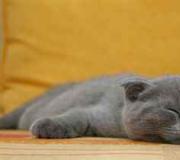 К чему снится серый котенок: вас поджидают проблемы во многих сферах жизни Если во сне приснился серый котенок