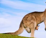 Что может означать кенгуру во сне по сонникам