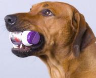Лекарство пропалин поможет вылечить недержание мочи у собаки